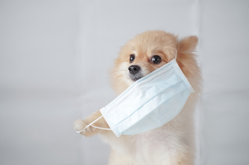 犬は風邪をひくことがある?犬同士の接触感染に注意が必要。予防や対策方法をご紹介