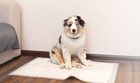 犬のシュウ酸カルシウム結石とは？緊急手術が必要な場合もある。普段からよく水を飲むことが大切