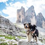 犬と一緒に登山をしたい。登山前と登山中の注意事項を確認。必要な持ち物もご紹介