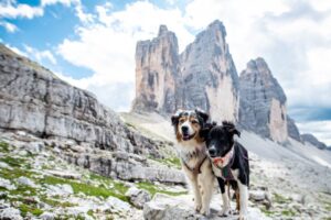 犬と一緒に登山をしたい。登山前と登山中の注意事項を確認。必要な持ち物もご紹介