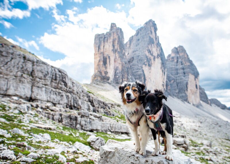 犬と一緒に登山をしたい。登山前と登山中の注意事項を確認。必要な持ち物もご紹介