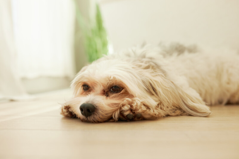 犬は夏バテすることがある?受診が必要な場合も。症状や原因、対策方法を確認しよう。