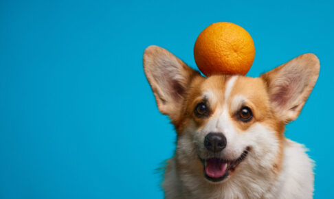 犬はみかんを食べられる？皮は全て取り除いて。みかんのジュースやゼリーは食べられない