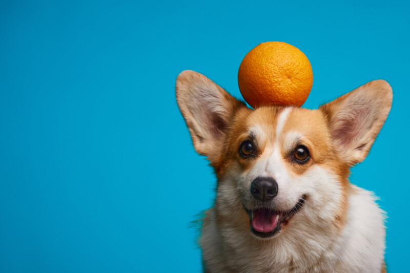 犬はみかんを食べられる？皮は全て取り除いて。みかんのジュースやゼリーは食べられない