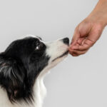 ドッグフードに含まれるタウリン。犬にとっての効果や働きをご紹介。体内での合成に加えて、サプリメントやおやつから摂取することも