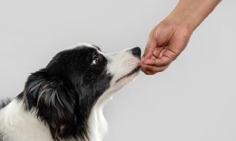 ドッグフードに含まれるタウリン。犬にとっての効果や働きをご紹介。体内での合成に加えて、サプリメントやおやつから摂取することも